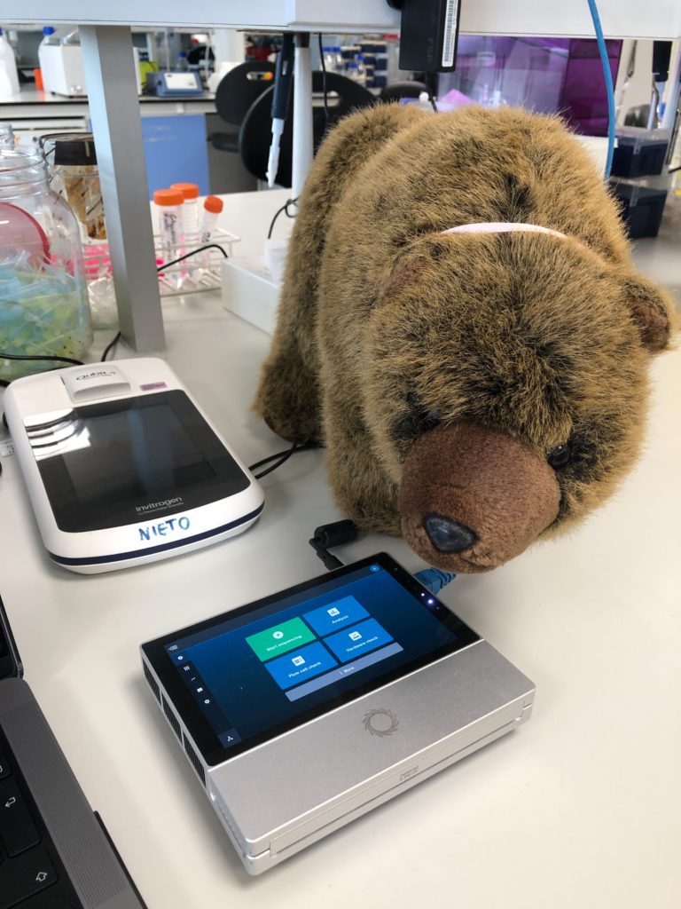 Bear meeting the MinION nanopore DNA sequencer