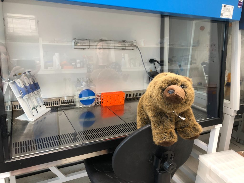 Bear checking out the fume cupboard